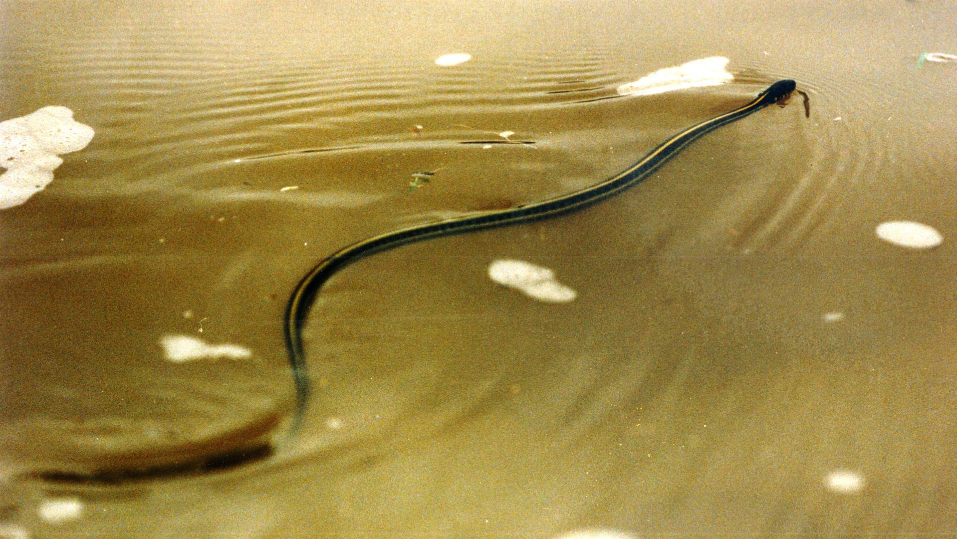 19930701 -- Flood of 1993